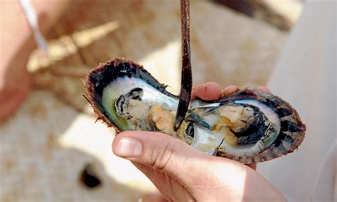 pearl diving  dubai    time  dubai