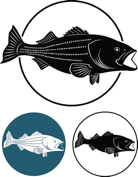 Striped Bass Illustrations Royalty Free Vector Graphics