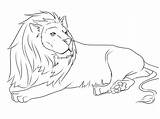 Lion Coloring Pages Printable Lions Animals Drawing Easy Down Mouse Cub Print Color Lying Draw High Kids Animal Drawings Nittany sketch template