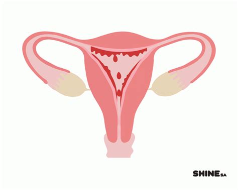 menstrual cycle animation shine sa