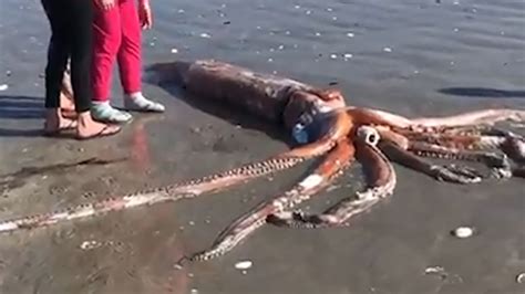 giant squid washes ashore  britannia bay beach  south africa abc