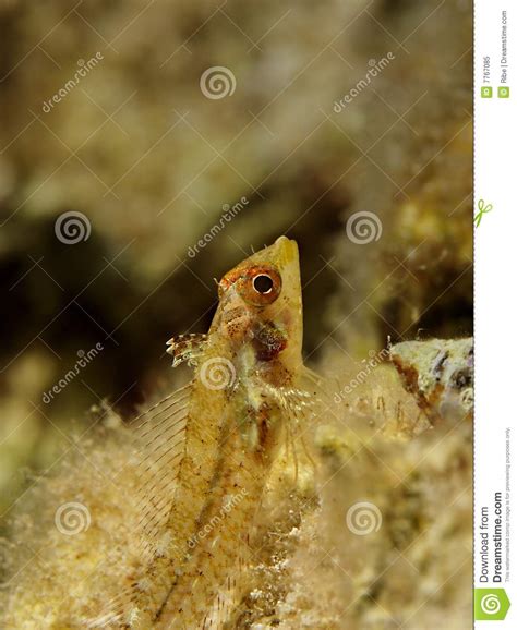 fin blenny stock image image  underwater blue