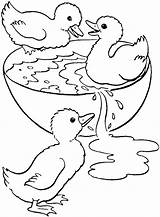 Coloring Duck Duckling Pages Wood Swim Printable Ugly Ducks Cute Swimming Drawing Print Ducklings Color Clipart Kids Getcolorings Animals Sheets sketch template