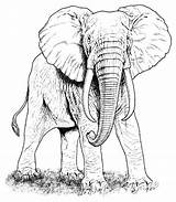 Elefante Coloring Africano Elefantes Elephants Tatuajes Tutoriales Supercoloring sketch template