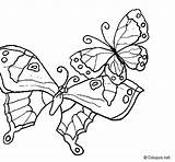 Butterflies Coloring Coloringcrew sketch template