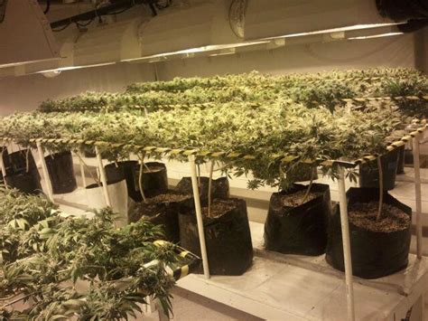 grow room setup  perfect cannabis grow room design