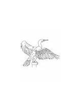 Cormorant Coloring Crested Double Great sketch template