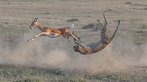 cheetah catching  prey rnatureisfuckinglit