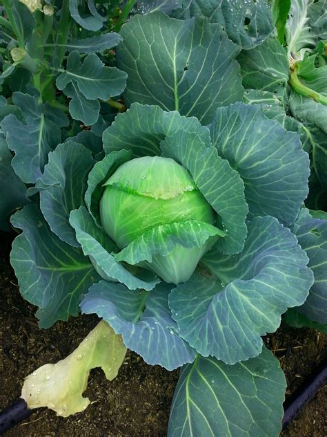 cabbage planting guide