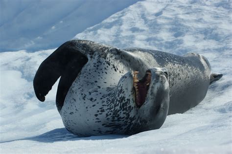 leopard seal enjoying  yawn wildlife pinterest otters wildlife  animal