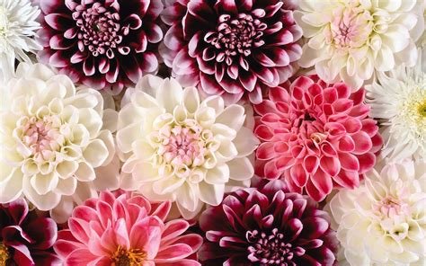 prachtige roze en witte bloemen mooie leuke achtergronden voor je bureaublad pc laptop tablet