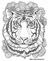 Tiger Coloring Pages Mandala Adults Sheets Adult Color Printable Animal Drawing Flower Zentangle Fauna Flora Print Short Lily Colouring Leg sketch template