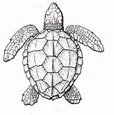 Turtles Tortue Tortuga Colornimbus Visiter доску выбрать sketch template