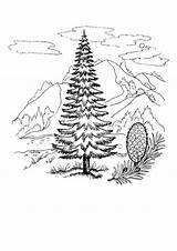 Coloring Pages Fir Nature Coloringtop sketch template
