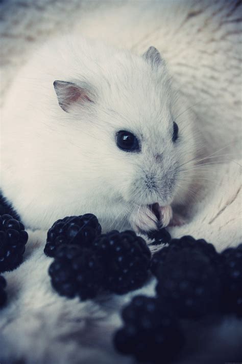 249 best dwarf hamster images on pinterest dwarf hamsters hamster stuff and softies