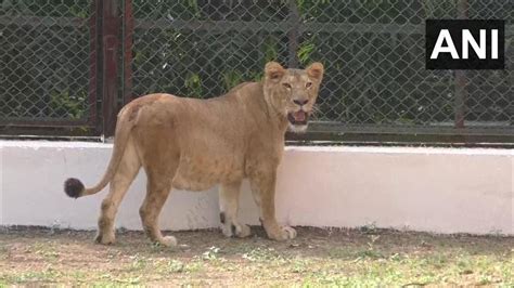 sarthana zoo  gujarats surat  lion  lioness   time   years   viral