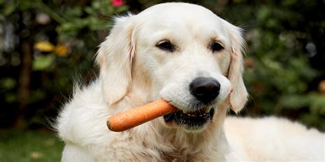 welke groente en fruit mag je hond wel en niet eten vitakraft nederland