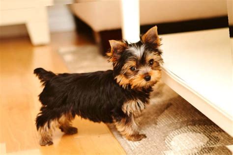 top  latest yorkie haircuts pictures yorkshire terrier haircuts