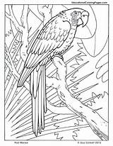 Coloring Pages Animal Teens Library Clipart Bird Sheets sketch template