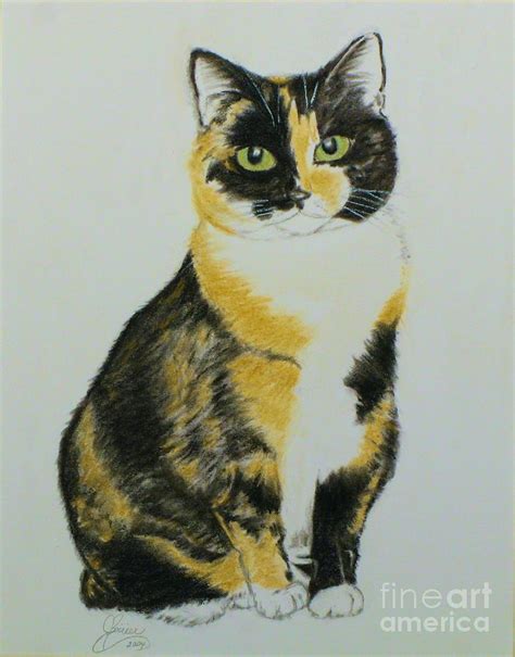 calico cat drawing furry kittens