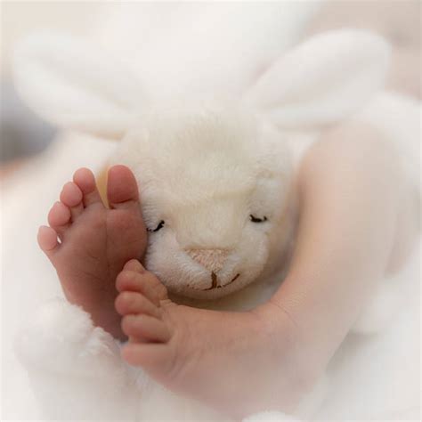 rabbit feet stock  pictures royalty  images istock