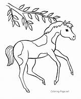 Coloring Horse Pages Baby Library Clipart Horses Printable Drawings Easy sketch template