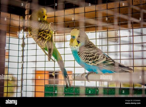 small caged birds raised  captivity  life   nature   cage  stock photo alamy
