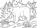 Oso Bosque Urso Bosques Alpino Paracolorear Baloo Colorironline Categorias sketch template