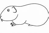 Guinea Pig Coloring Color Drawing Drawn Clipartmag sketch template