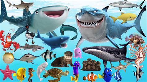 finding dory  sea animals learn sea animals  disney pixar