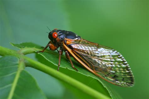 million cicadas expected  emerge   years underground