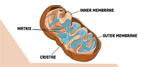 compare  contrast chloroplasts  mitochondria owlcation