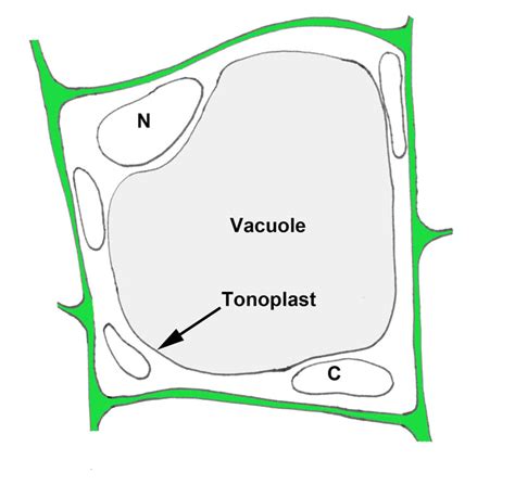 vacuoles plant anatomy  physiology