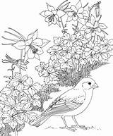 Coloring Colorado State Bird Bunting Columbine Lark Flower Categories Pages sketch template