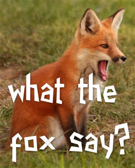 fox  fox fan art  fanpop