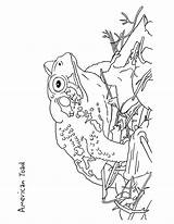 Toad Horned Coloring Drawing Getdrawings sketch template