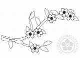 Cherry Blossom Branch Coloring Pages Blossoms Spring Templates Flowers Flowerstemplates sketch template