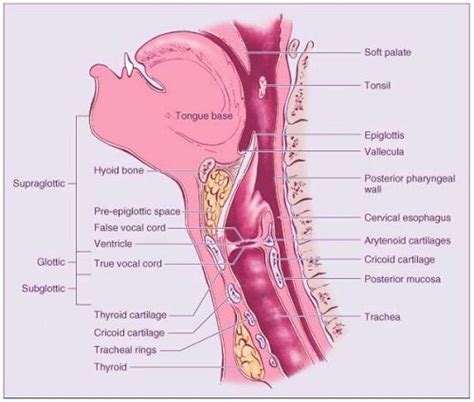 fbdeaedeajpg  throat anatomy medical knowledge anatomy