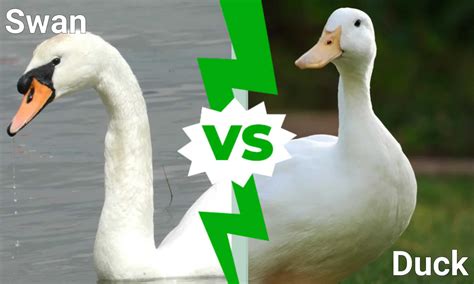 swan  duck  key differences   animals