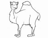 Boring Camel Coloring Coloringcrew sketch template