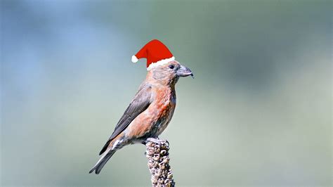 christmas bird