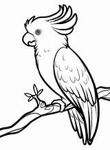 Burung Kakak Mewarnai Sketsa Hewan Parrot sketch template