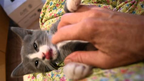 Cute Kitten Getting Belly Rubbed Youtube