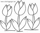 Tulip Coloring Pages Tulips Flower Drawing Outline Printable Template Color Simple Spring Flowers Jungle Easy Print Crafts Big Pencil Getdrawings sketch template