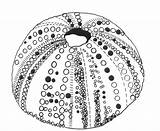 Urchin Sea Cushion sketch template