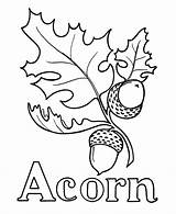 Acorn Coloring Oak Pages Drawing Leaf Leaves Printable Acorns Pre Template Line Alphabet Kids Wood Burning Sheet Clipart Thanksgiving Print sketch template