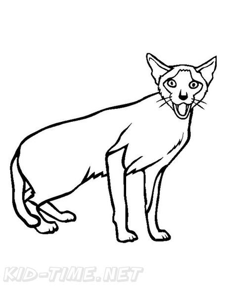 siamese cat breed coloring book page
