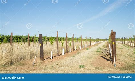 young vines  grow tubes stock image image  leaves
