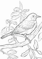 Coloring Pages Oriole Getcolorings sketch template