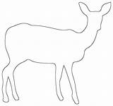Fawn Deer sketch template